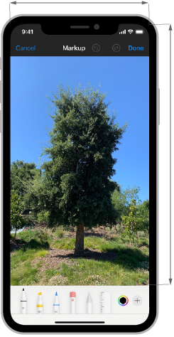 An image of an iPhone screen that displays a photo of a tall tree. The image has been moved towards the top of the screen so that the tool picker at the bottom edge does not obscure the tree’s trunk. Below the image, a checkmark indicates this is the recommended style of layout.